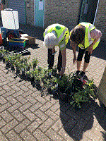 sorting the herbs