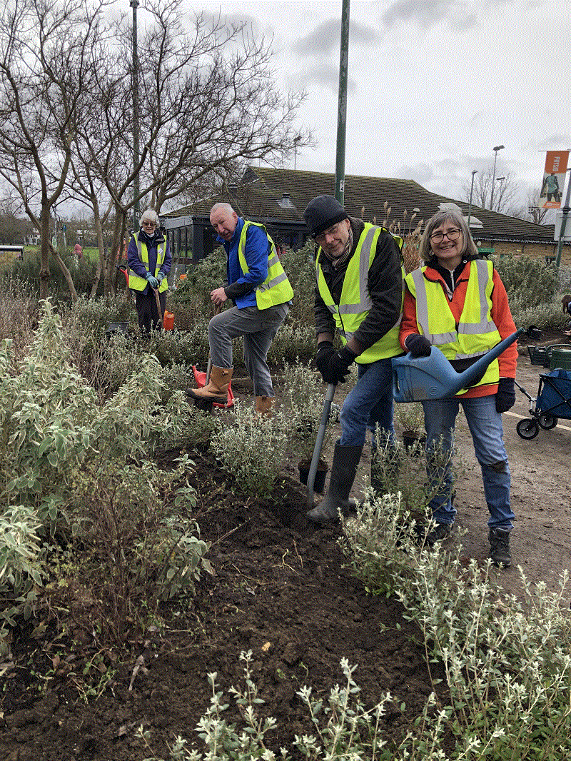 planting teucrium