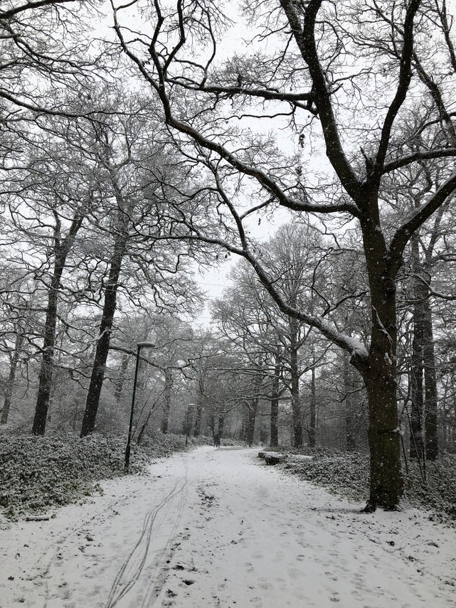 Winter in Rose Hill Park East