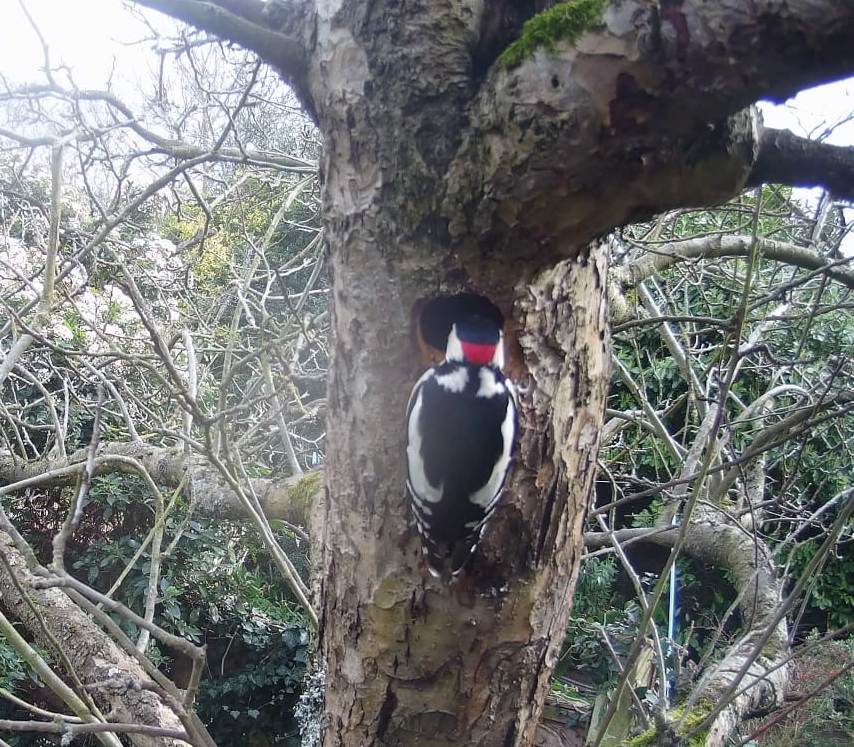 Woodpecker