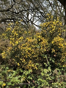 Common Gorse in Greenshaw Woods