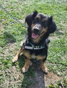 Winner of the Dog Show