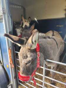 Donkeys from Kelly's Sanctuary