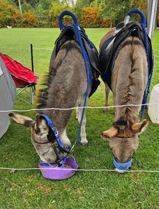 Donkeys having a snack