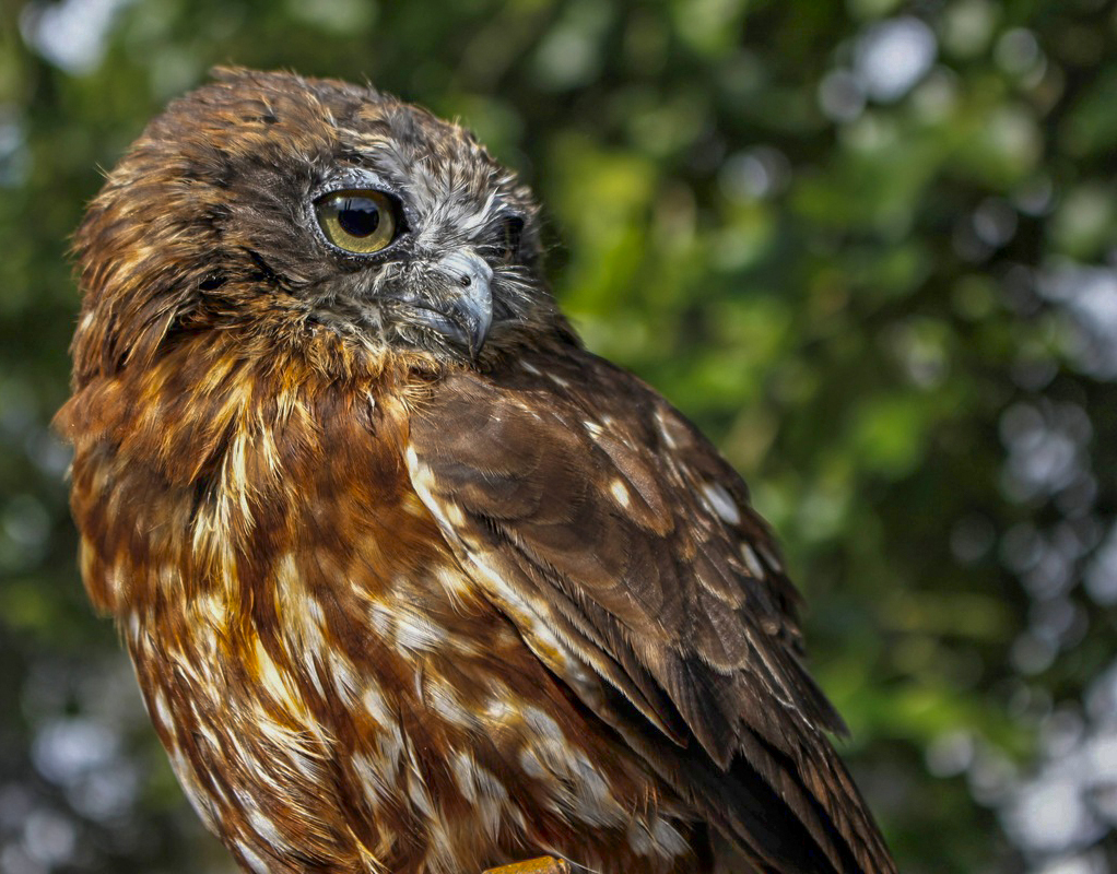 Owl at Huby Birds of Prey