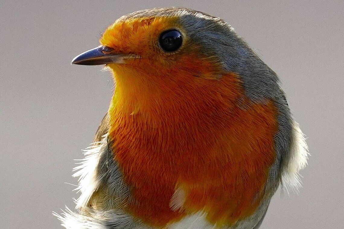 Redbreast