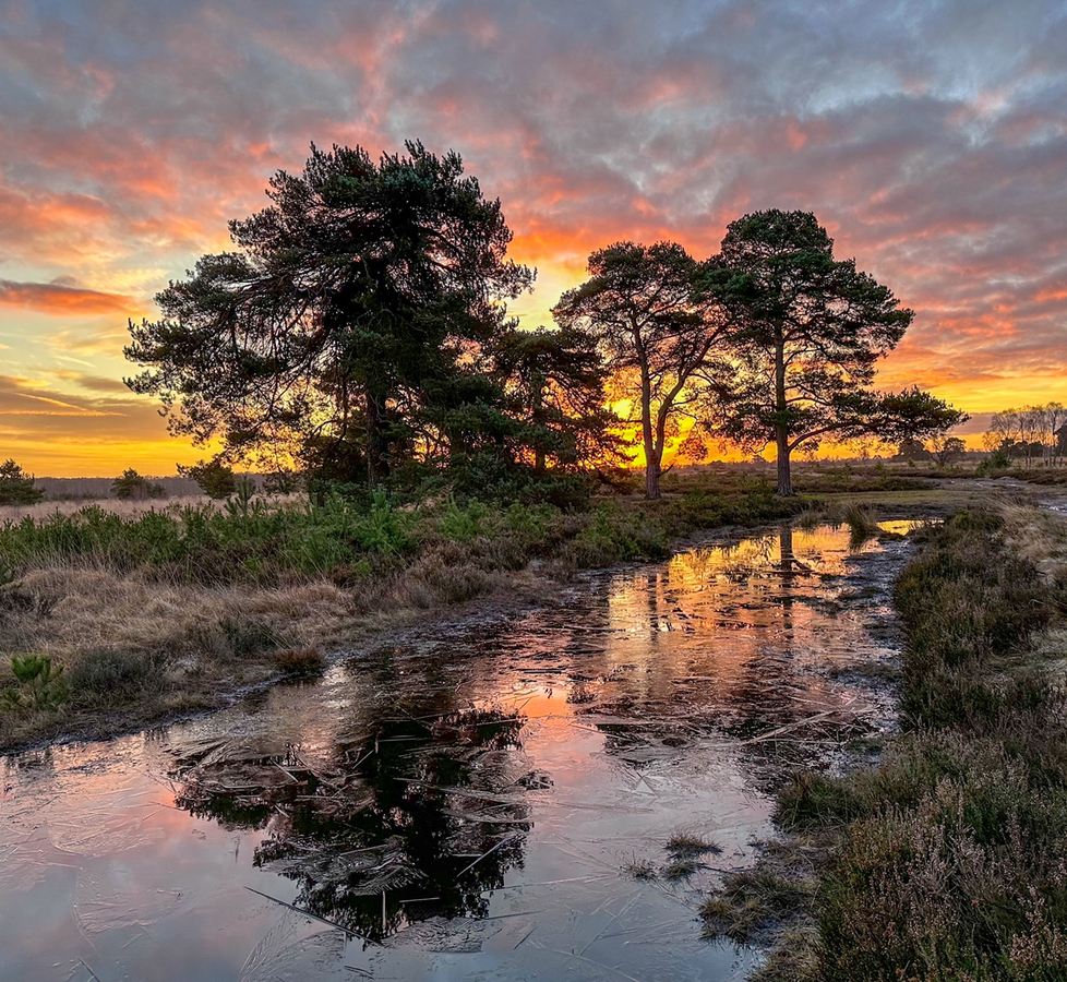 Winter Sunset, Strensall Common