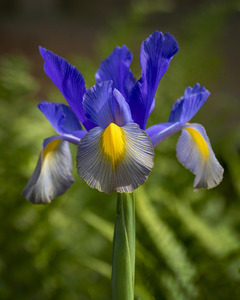Metallica Iris