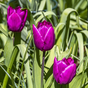 Tulips