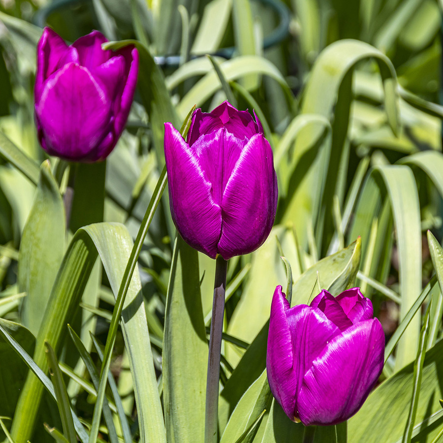 Tulips