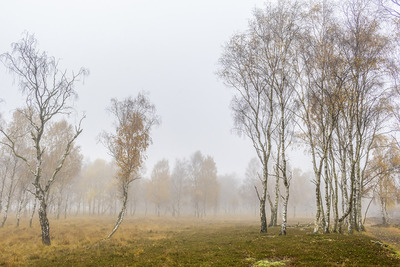 Trees in mist