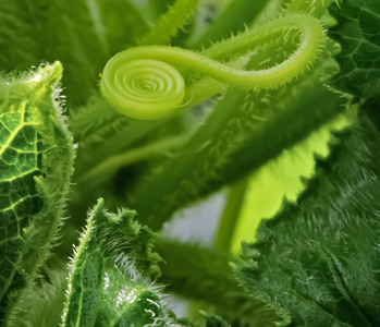 Cucumber tendril