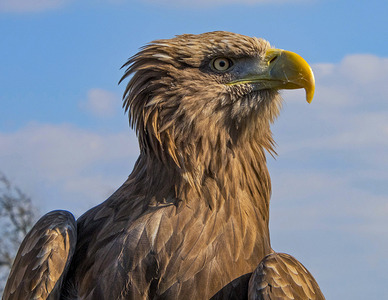 Female sea eagle
