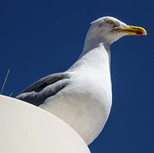 Herring gull