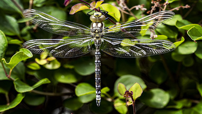 Southern Hawker Dragonfly