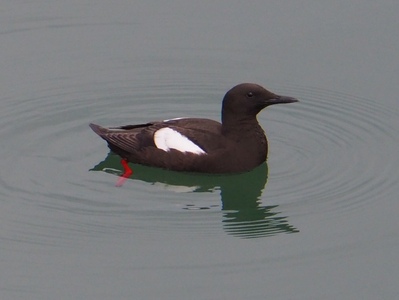 Black Guillemot