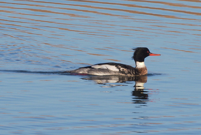 Redbreasted Merganser