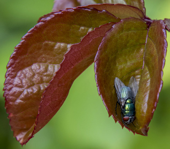 Greenbottle warming up