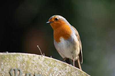 Robin on Headstone