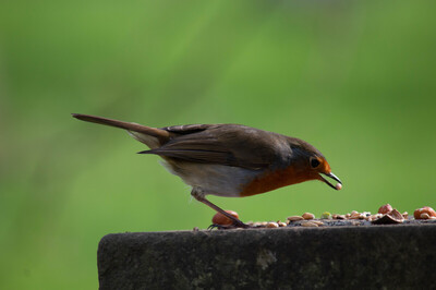 Robin Feeding