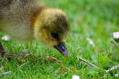 Red Legged Goose Chick