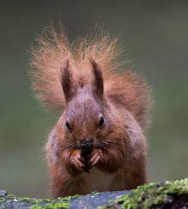 Red Squirrel