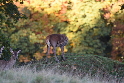 Hind Red Deer in Autumn