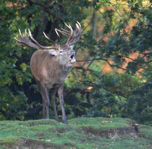 Red Stag Warning Rutting Season