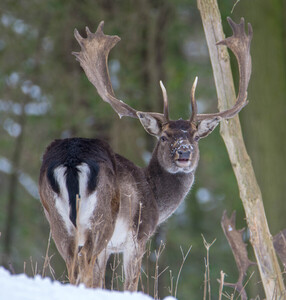 Fallow Deer Buck
