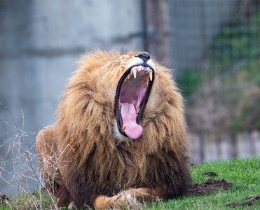 The Lion Roars