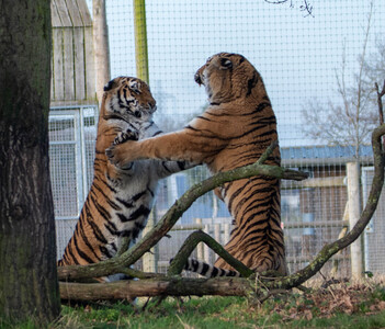 Sparring Tigers
