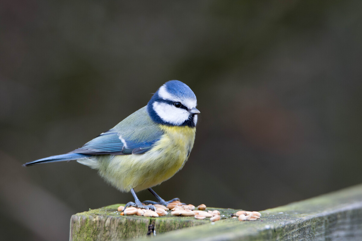 Bluetit