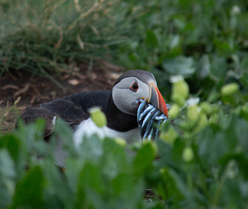 Puffin