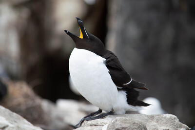 Razorbill