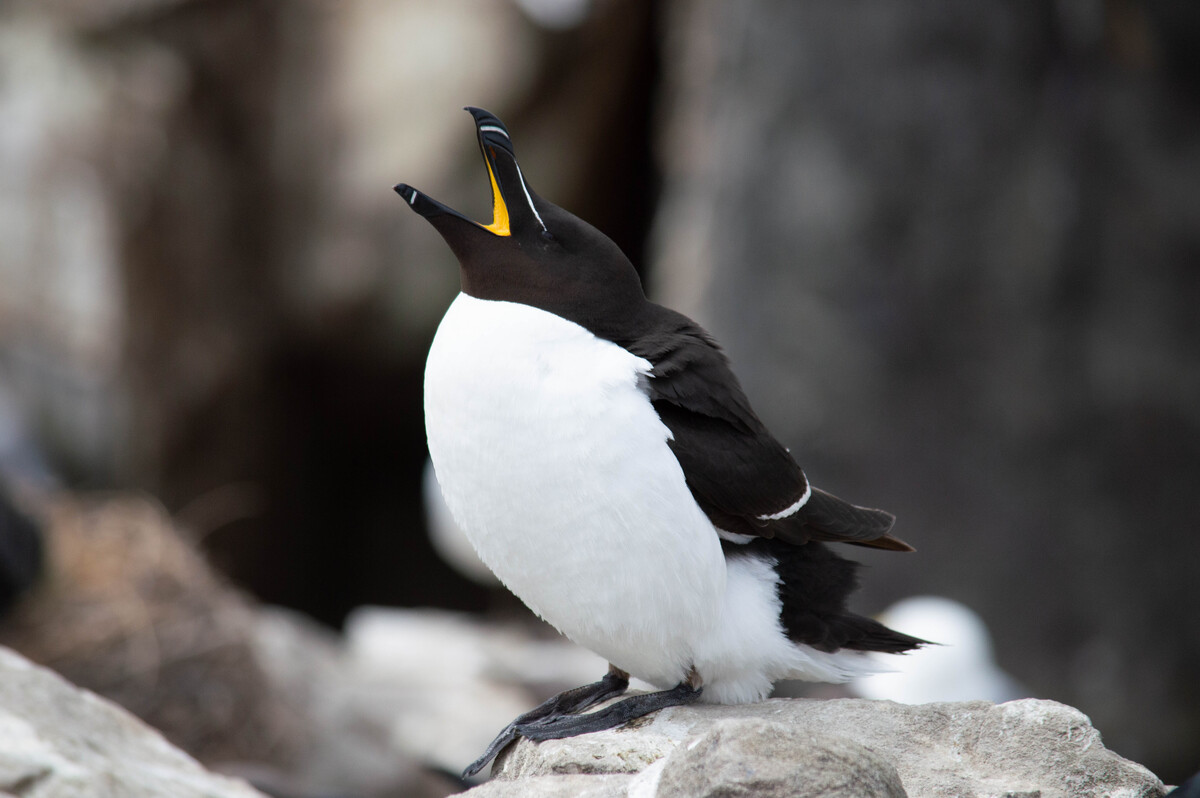 Razorbill