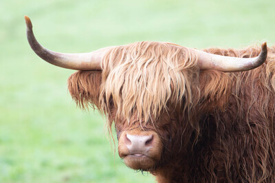 Highland Cow