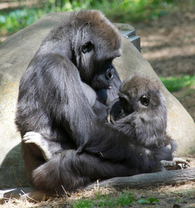 Ape love
