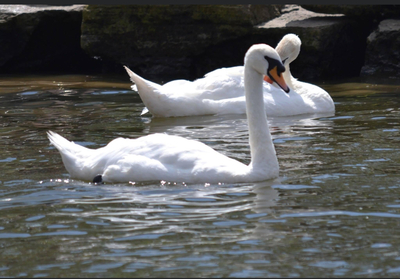 Swans