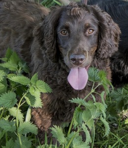 No fear of nettles