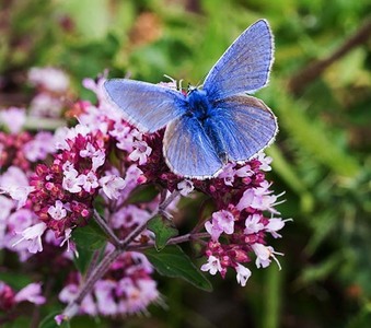 Blue Butterfly
