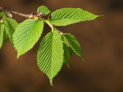 Taken at Skipton Castle Woods 