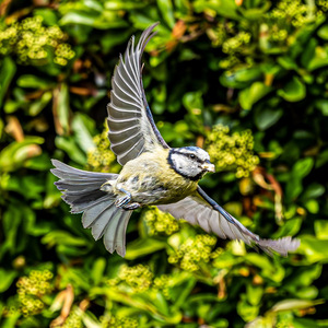 Blue Tit in flight
