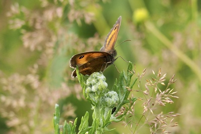 August - Meadow Brown by Sarah Watson