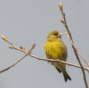 Greenfinch