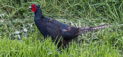 Melanistic Pheasant