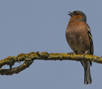 Chaffinch