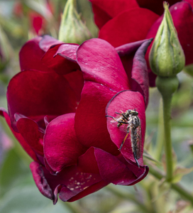 Female Kite-Tailed Robber Fly enjoying her lunch