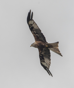 Harewood Red Kite