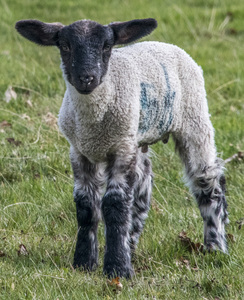 Spring Lamb