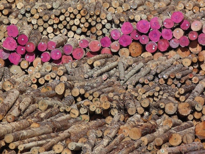 Logs at Picton, NZ